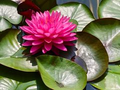 -国家植物园南园