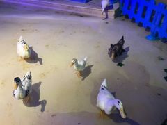 -华夏文旅海洋公园