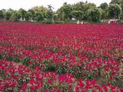 -广东花都香草世界旅游度假区
