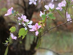 -广东花都湖国家湿地公园