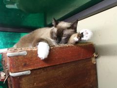 -猫咪博物馆(顶澳仔猫街店)