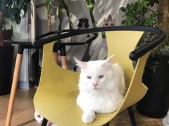 -东方名猫馆·英短金渐层布偶猫舍(环线广场1号楼店)