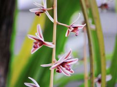 -中国科学院华南植物园