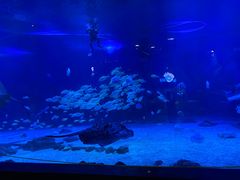 -烟台海昌鲸鲨海洋公园