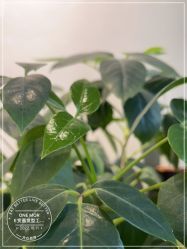 -变画·发型STUDIO