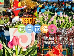 -荷兰花海