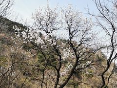 -北京鹫峰国家森林公园