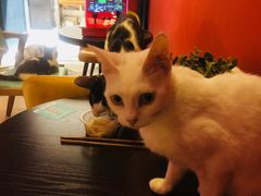 -猫色咖啡·猫咖