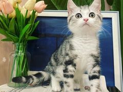 -袖虎·猫馆(体育西路店)