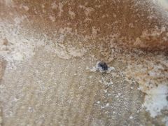 -上海哈尔滨食品厂(浦商百货昌里店)