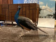 -西双版纳融创皇冠假日度假酒店