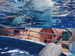 -海合安武汉极地海洋公园