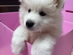 -翊宠yipet猫狗购宠庄园犬舍•猫舍