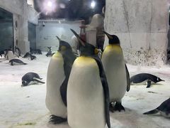 -大连圣亚海洋世界