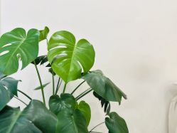 -1R日式轻奢美睫美甲翘睫