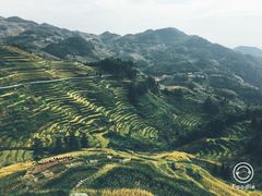 -紫鹊界梯田景区