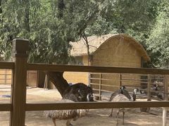 -秦皇岛野生动物园