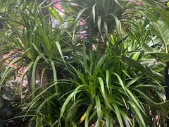 -花鸟鱼虫鲜花绿植市场(玉泉路店)