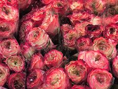 -循礼门鲜花花市(武汉循礼门店)