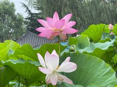 -石家庄市植物园