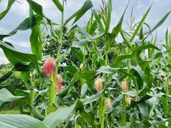 -楠溪江风景名胜区