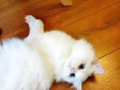 -Meowの猫咖(万家丽店)