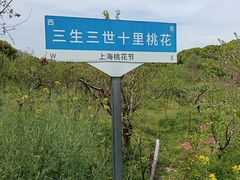 -南汇桃花村