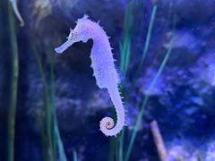 -暹罗海洋世界