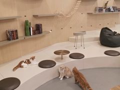 -飞行喵MR PILOT|猫舍·猫咖(静安大融城店)