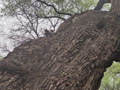-北陵公园