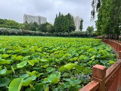 -黄兴公园
