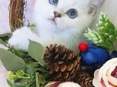 -十年猫舍·猫咪专门店(普陀店)