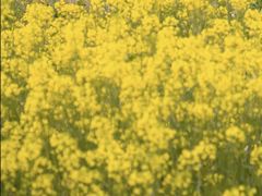 -九龙江国家森林公园