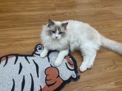 -COLOR PETS 撸猫馆·购猫·猫咖(长风大悦城店)