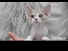 -山宅一喵德文卷毛猫舍
