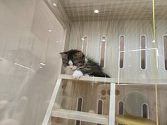 -momokira米努特·德文卷毛猫·棉花面纱犬