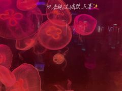 -苏州海洋馆