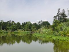 -桤木河湿地公园