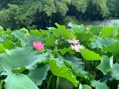 -莲湖公园
