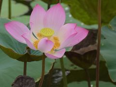 -大湾区中央湿地公园