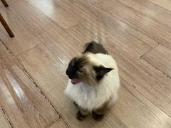 -有猫主题·治愈系猫咖(曾厝垵店)