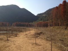 -小芝红树林