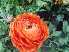 -碓臼峪自然风景区