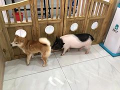 -柴源莊·柴小宠柴犬咖啡