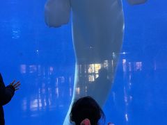 -泉城欧乐堡海洋极地世界