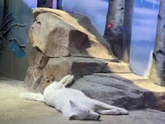 -芜湖新华联大白鲸海洋公园
