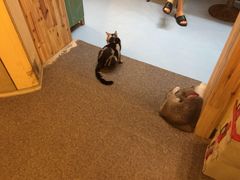 -猫色咖啡·猫咖