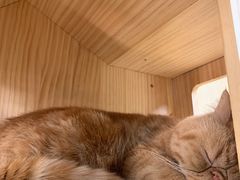 -猫和宫(六道口店)