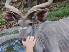 -清迈夜间动物园