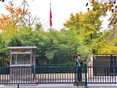 -三里屯东五街银杏大道